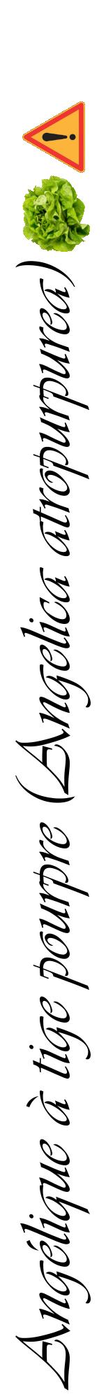 Étiquette de : Angelica atropurpurea - format a - style noire60viv avec comestibilité simplifiée