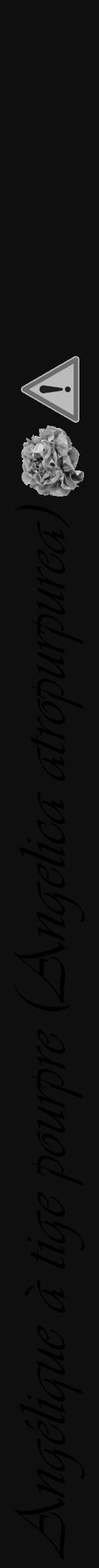 Étiquette de : Angelica atropurpurea - format a - style noire7simpleviv avec comestibilité simplifiée - position verticale