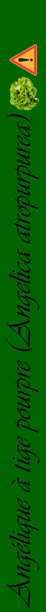 Étiquette de : Angelica atropurpurea - format a - style noire8viv avec comestibilité simplifiée