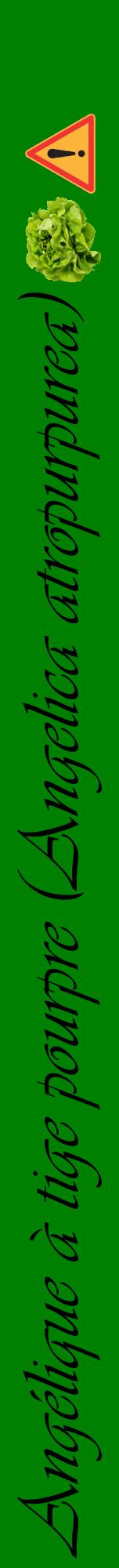 Étiquette de : Angelica atropurpurea - format a - style noire9viv avec comestibilité simplifiée