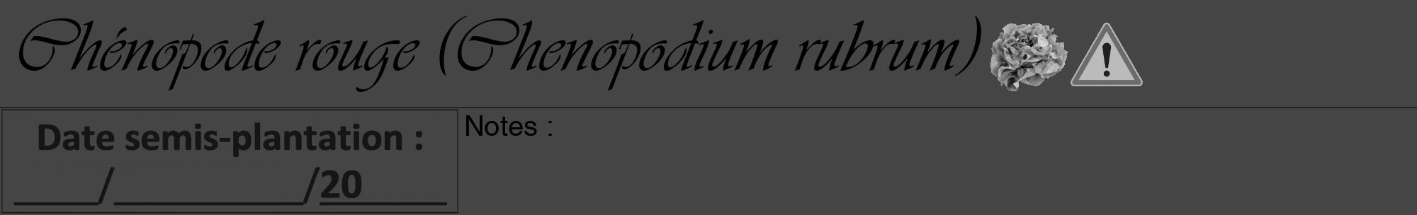 Étiquette de : Chenopodium rubrum - format a - style noire58viv avec comestibilité simplifiée
