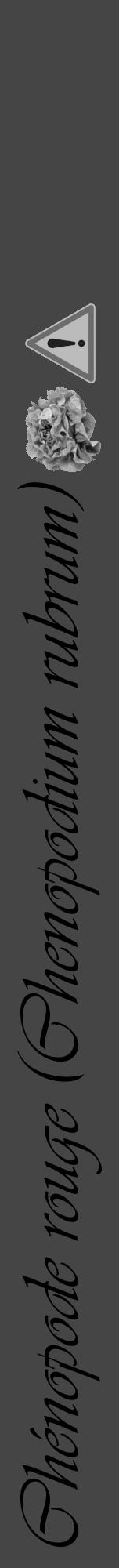 Étiquette de : Chenopodium rubrum - format a - style noire58viv avec comestibilité simplifiée - position verticale