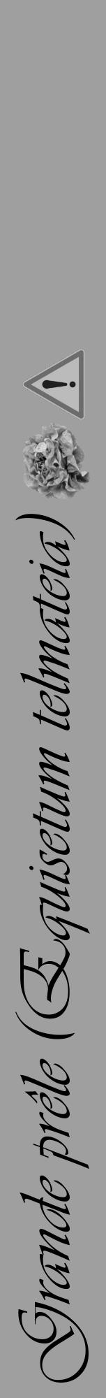 Étiquette de : Equisetum telmateia - format a - style noire24basiqueviv avec comestibilité simplifiée - position verticale