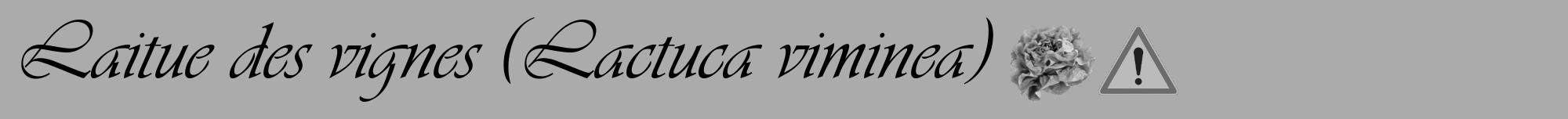 Étiquette de : Lactuca viminea - format a - style noire37viv avec comestibilité simplifiée