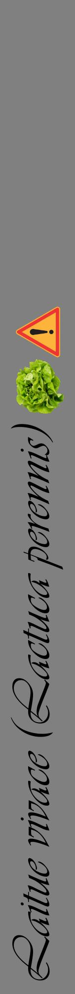 Étiquette de : Lactuca perennis - format a - style noire57viv avec comestibilité simplifiée