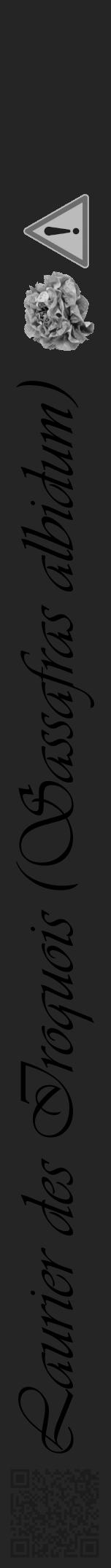 Étiquette de : Sassafras albidum - format a - style noire47viv avec qrcode et comestibilité simplifiée - position verticale