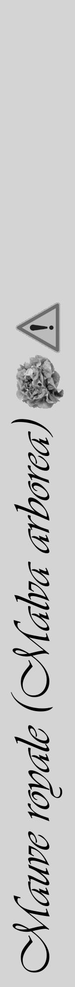 Étiquette de : Malva arborea - format a - style noire40viv avec comestibilité simplifiée - position verticale