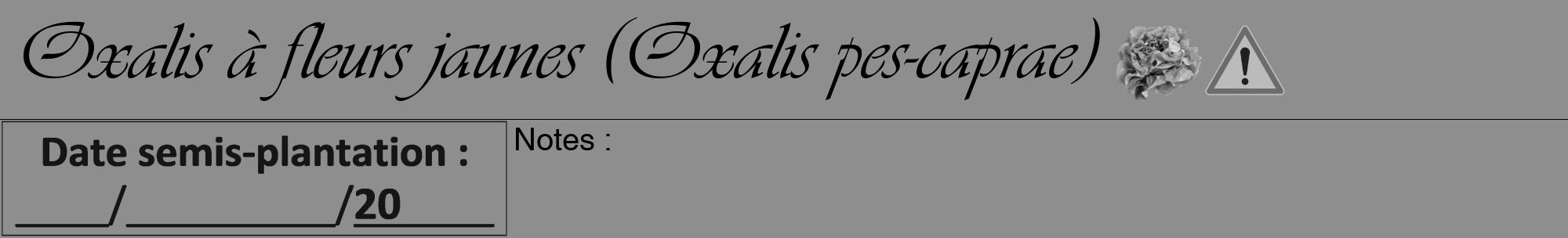 Étiquette de : Oxalis pes-caprae - format a - style noire25viv avec comestibilité simplifiée