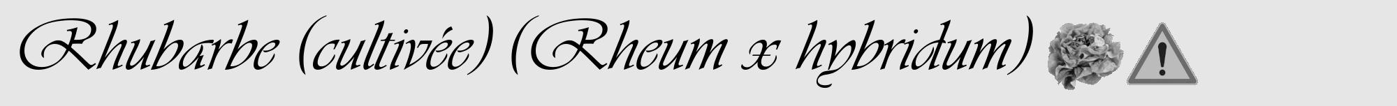Étiquette de : Rheum x hybridum - format a - style noire18viv avec comestibilité simplifiée