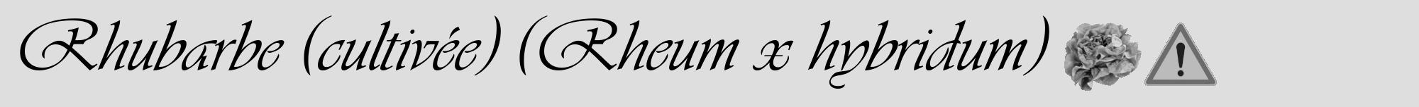 Étiquette de : Rheum x hybridum - format a - style noire20viv avec comestibilité simplifiée