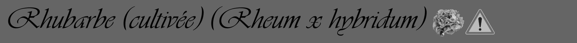 Étiquette de : Rheum x hybridum - format a - style noire32viv avec comestibilité simplifiée