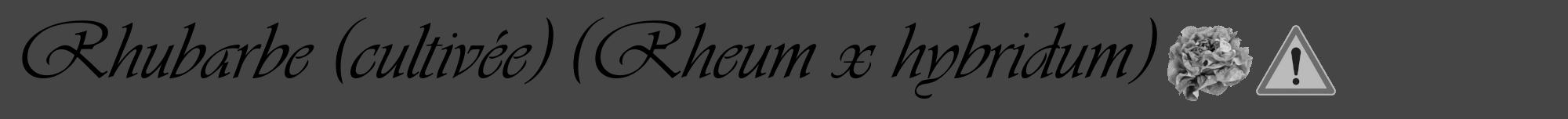 Étiquette de : Rheum x hybridum - format a - style noire58viv avec comestibilité simplifiée