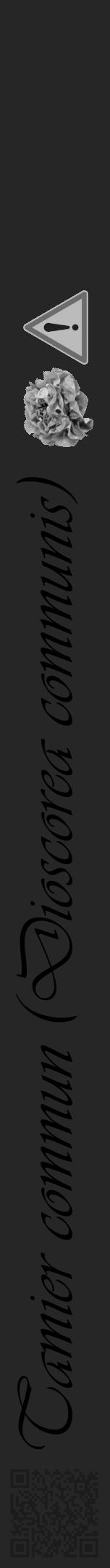 Étiquette de : Dioscorea communis - format a - style noire29viv avec qrcode et comestibilité simplifiée - position verticale