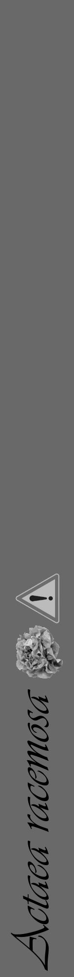 Étiquette de : Actaea racemosa - format a - style noire51viv avec comestibilité simplifiée - position verticale
