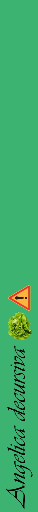 Étiquette de : Angelica decursiva - format a - style noire12viv avec comestibilité simplifiée