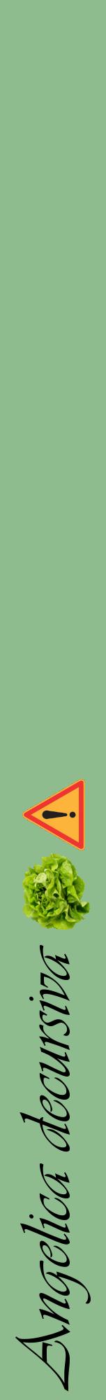 Étiquette de : Angelica decursiva - format a - style noire13viv avec comestibilité simplifiée