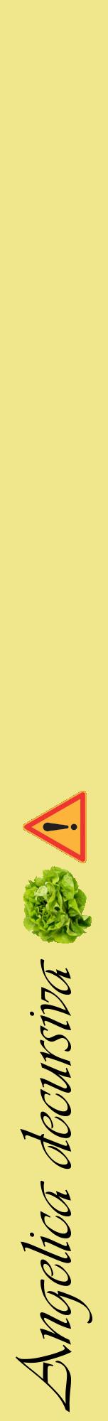 Étiquette de : Angelica decursiva - format a - style noire20viv avec comestibilité simplifiée