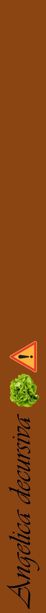 Étiquette de : Angelica decursiva - format a - style noire30viv avec comestibilité simplifiée