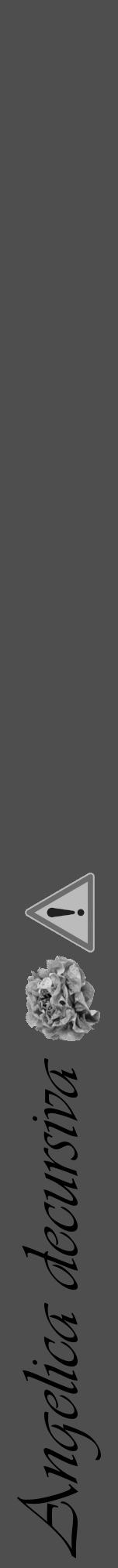 Étiquette de : Angelica decursiva - format a - style noire33viv avec comestibilité simplifiée - position verticale