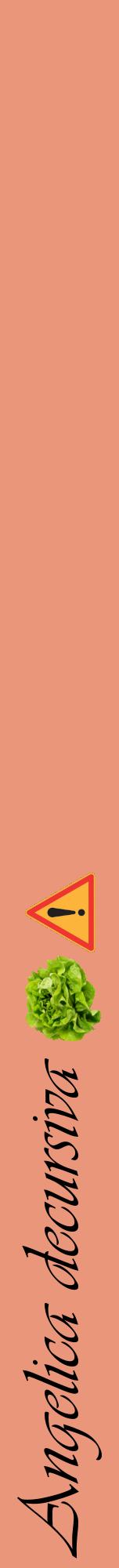 Étiquette de : Angelica decursiva - format a - style noire37viv avec comestibilité simplifiée