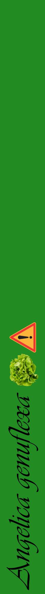 Étiquette de : Angelica genuflexa - format a - style noire10viv avec comestibilité simplifiée