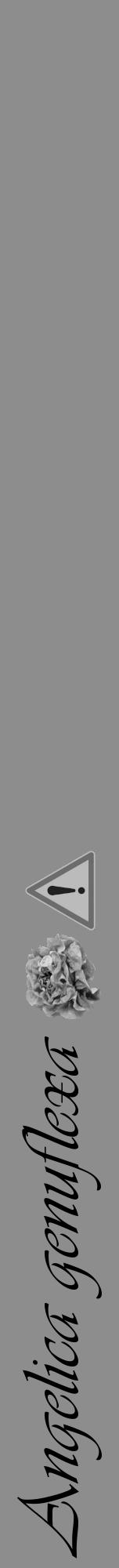 Étiquette de : Angelica genuflexa - format a - style noire2viv avec comestibilité simplifiée - position verticale
