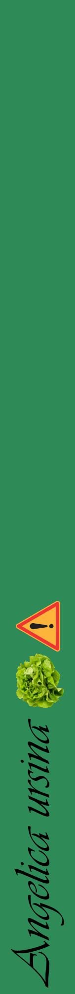 Étiquette de : Angelica ursina - format a - style noire11viv avec comestibilité simplifiée