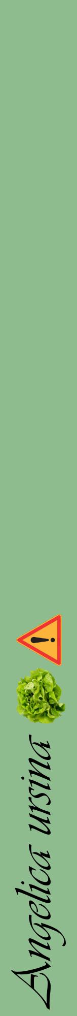 Étiquette de : Angelica ursina - format a - style noire13viv avec comestibilité simplifiée