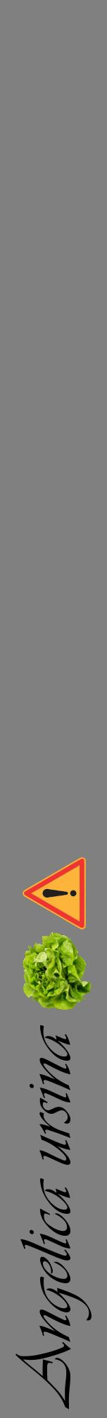 Étiquette de : Angelica ursina - format a - style noire57viv avec comestibilité simplifiée