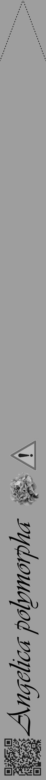 Étiquette de : Angelica polymorpha - format b - style noire42viv avec qrcode et comestibilité simplifiée - position verticale