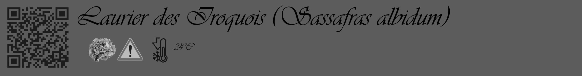 Étiquette de : Sassafras albidum - format c - style noire49_basique_basiqueviv avec qrcode et comestibilité simplifiée