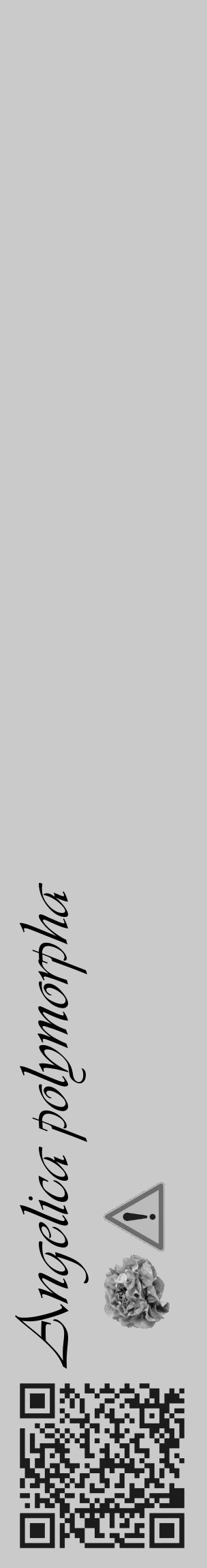 Étiquette de : Angelica polymorpha - format c - style noire21_basique_basiqueviv avec qrcode et comestibilité simplifiée - position verticale