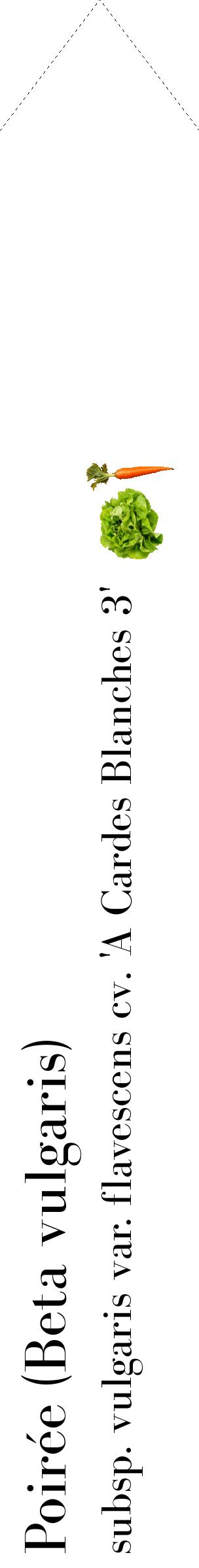 Étiquette de : Beta vulgaris subsp. vulgaris var. flavescens cv. 'A Cardes Blanches 3' - format c - style noire60_simplebod avec comestibilité simplifiée