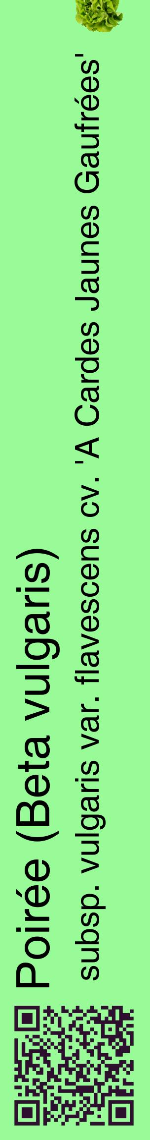 Étiquette de : Beta vulgaris subsp. vulgaris var. flavescens cv. 'A Cardes Jaunes Gaufrées' - format c - style noire14_basiquehel avec qrcode et comestibilité simplifiée