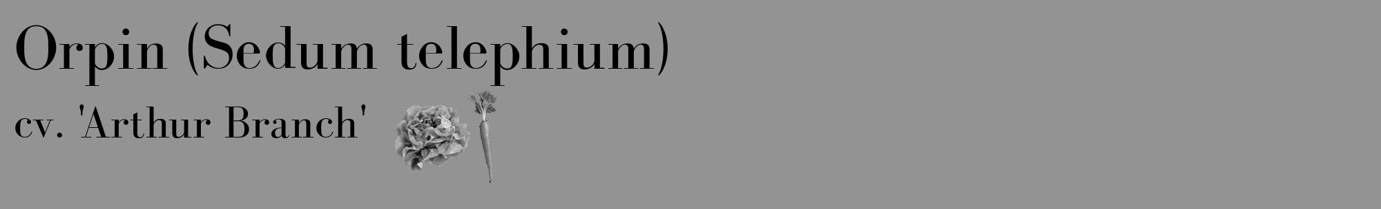 Étiquette de : Sedum telephium cv. 'Arthur Branch' - format c - style noire44_basique_basiquebod avec comestibilité simplifiée
