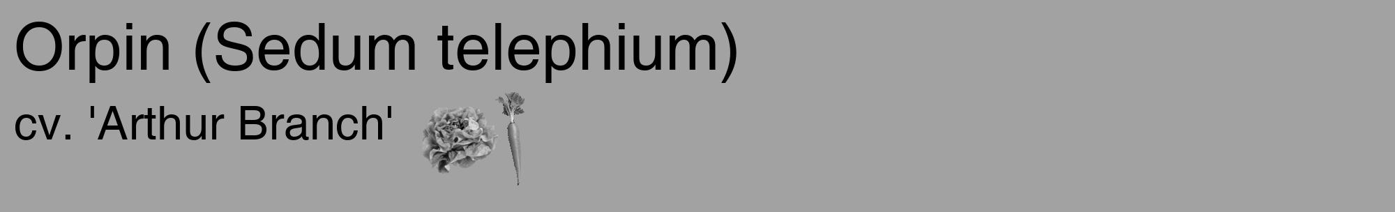 Étiquette de : Sedum telephium cv. 'Arthur Branch' - format c - style noire38_basique_basiquehel avec comestibilité simplifiée