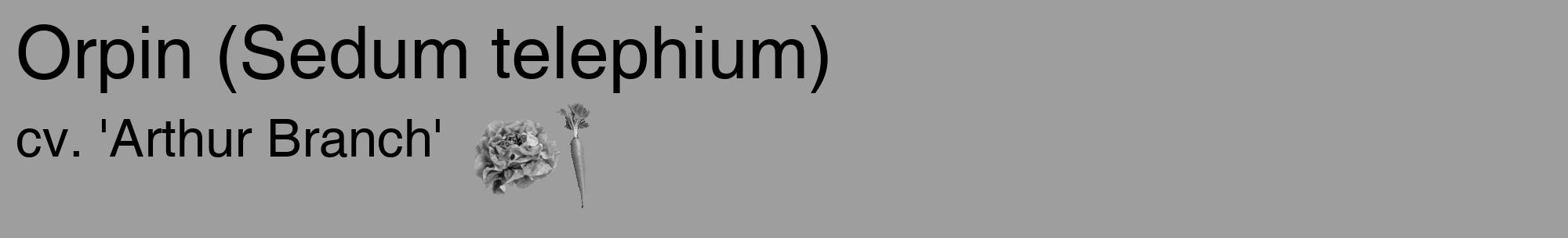Étiquette de : Sedum telephium cv. 'Arthur Branch' - format c - style noire42_basique_basiquehel avec comestibilité simplifiée