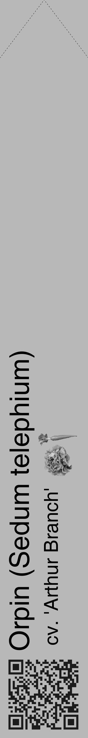Étiquette de : Sedum telephium cv. 'Arthur Branch' - format c - style noire39_simple_simplehel avec qrcode et comestibilité simplifiée - position verticale
