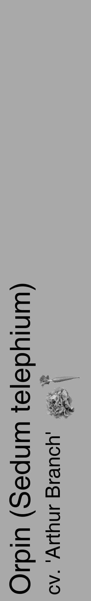 Étiquette de : Sedum telephium cv. 'Arthur Branch' - format c - style noire13_basique_basiquehel avec comestibilité simplifiée - position verticale