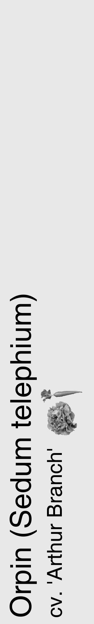 Étiquette de : Sedum telephium cv. 'Arthur Branch' - format c - style noire55_basique_basiquehel avec comestibilité simplifiée - position verticale