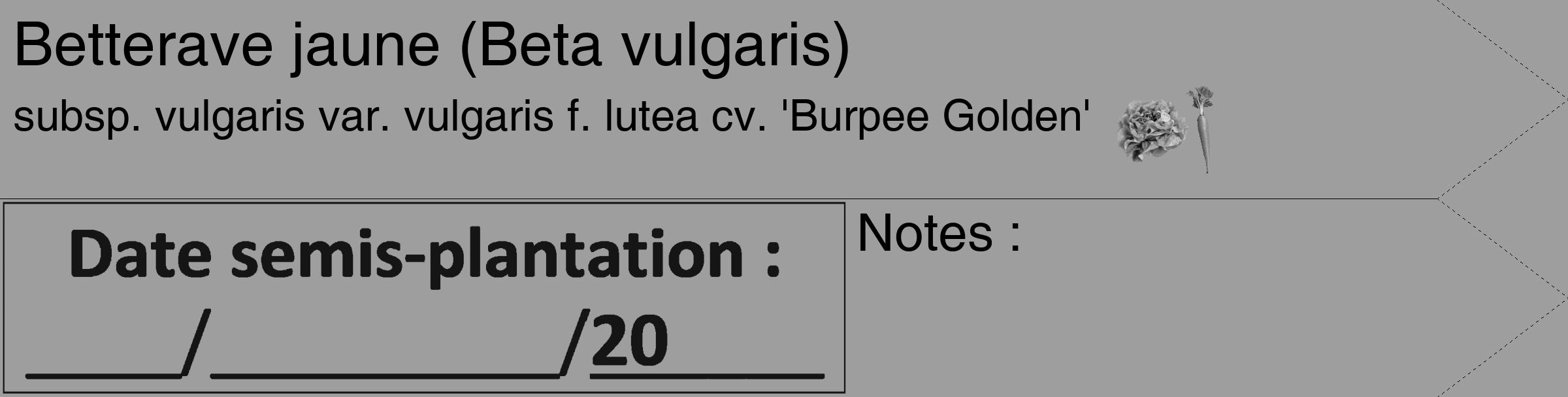 Étiquette de : Beta vulgaris subsp. vulgaris var. vulgaris f. lutea cv. 'Burpee Golden' - format c - style noire42_simple_simplehel avec comestibilité simplifiée