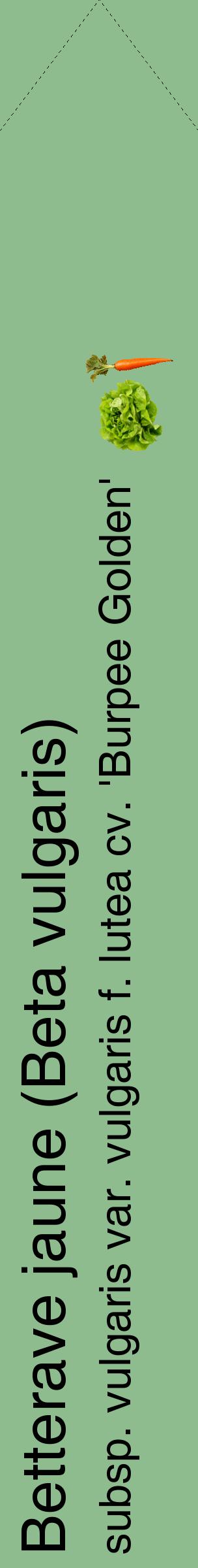 Étiquette de : Beta vulgaris subsp. vulgaris var. vulgaris f. lutea cv. 'Burpee Golden' - format c - style noire13_simplehel avec comestibilité simplifiée