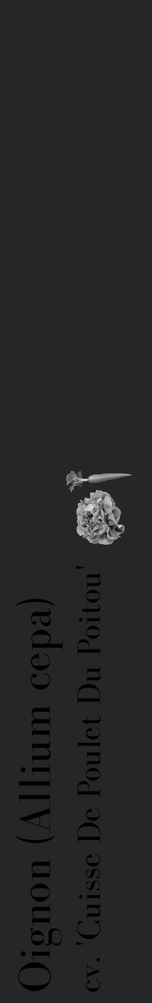 Étiquette de : Allium cepa cv. 'Cuisse De Poulet Du Poitou' - format c - style noire29_basique_basiquebod avec comestibilité simplifiée - position verticale