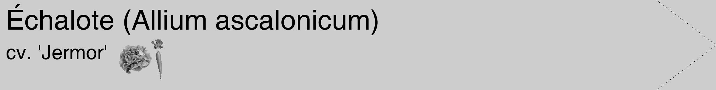 Étiquette de : Allium ascalonicum cv. 'Jermor' - format c - style noire41_simple_simplehel avec comestibilité simplifiée