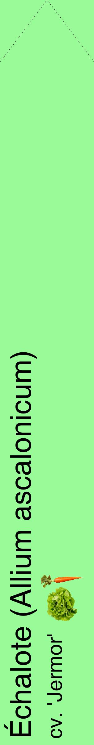 Étiquette de : Allium ascalonicum cv. 'Jermor' - format c - style noire14_simplehel avec comestibilité simplifiée