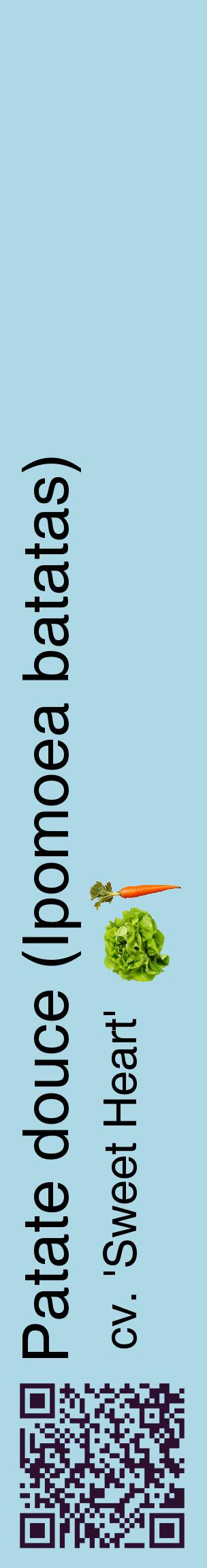 Étiquette de : Ipomoea batatas cv. 'Sweet Heart' - format c - style noire0_basiquehel avec qrcode et comestibilité simplifiée