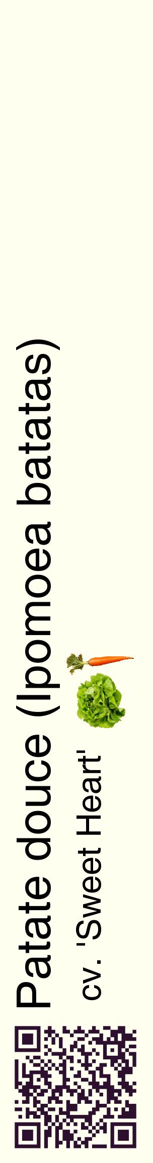 Étiquette de : Ipomoea batatas cv. 'Sweet Heart' - format c - style noire19_basiquehel avec qrcode et comestibilité simplifiée