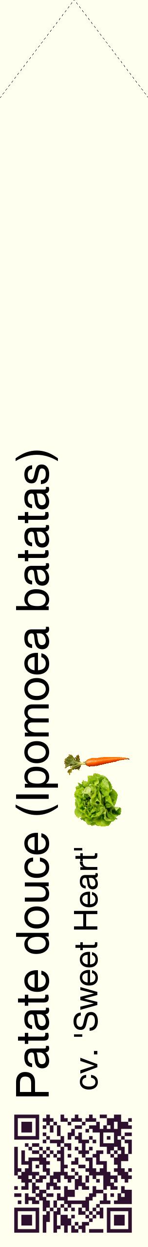 Étiquette de : Ipomoea batatas cv. 'Sweet Heart' - format c - style noire19_simplehel avec qrcode et comestibilité simplifiée