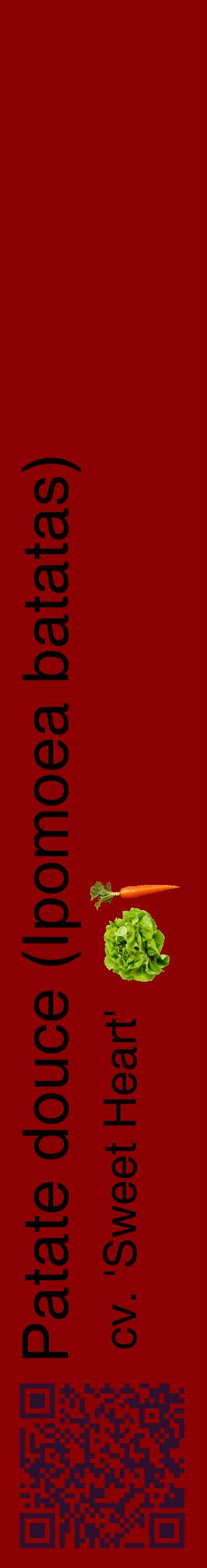 Étiquette de : Ipomoea batatas cv. 'Sweet Heart' - format c - style noire34_basiquehel avec qrcode et comestibilité simplifiée
