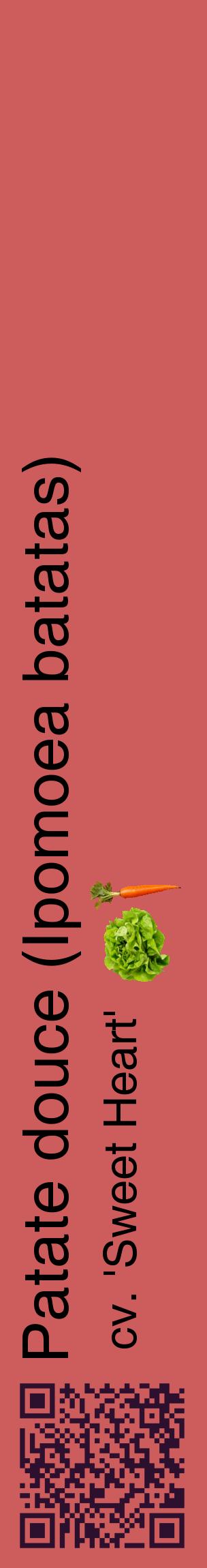 Étiquette de : Ipomoea batatas cv. 'Sweet Heart' - format c - style noire35_basiquehel avec qrcode et comestibilité simplifiée